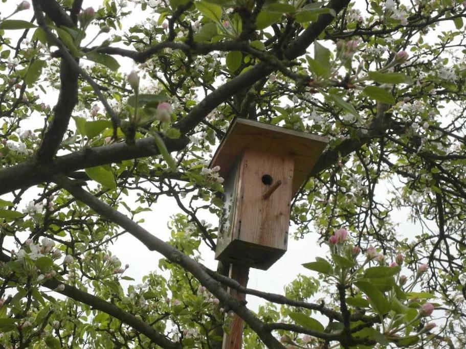 Ferienwohnung Im Vogelhaus Mit Dachterasse Und Grossem Garten Calau Экстерьер фото